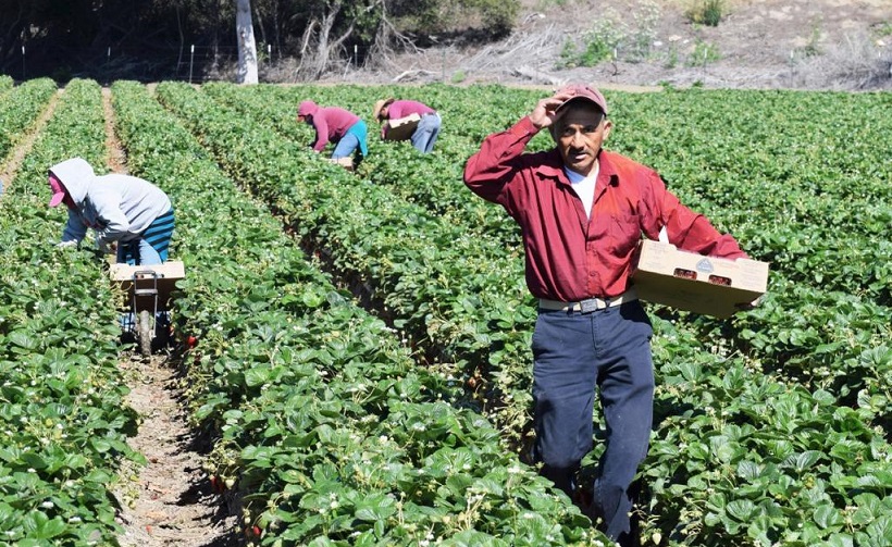 Miedo injustificado al glifosato dañará producción y economía: experto de la Universidad Politécnica de Valencia, España