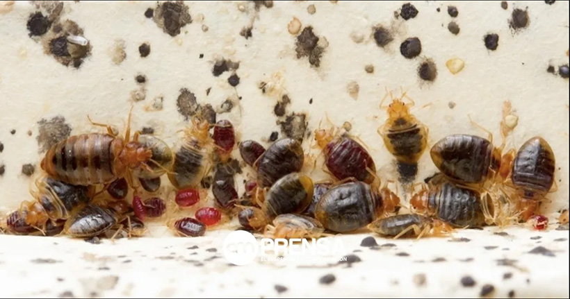 Alerta sobre plagas de chinches en México y Francia
