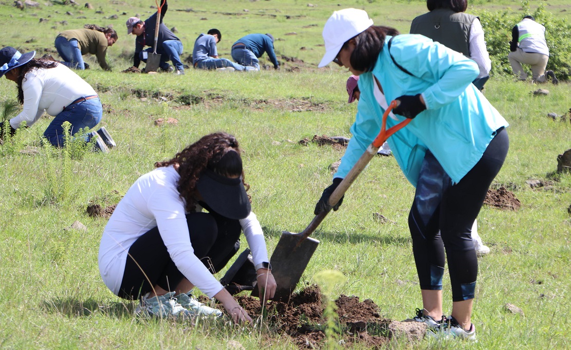 Recibirá ecorregión Valles Centrales más de 970 mil plantas para reforestar: Medio Ambiente
