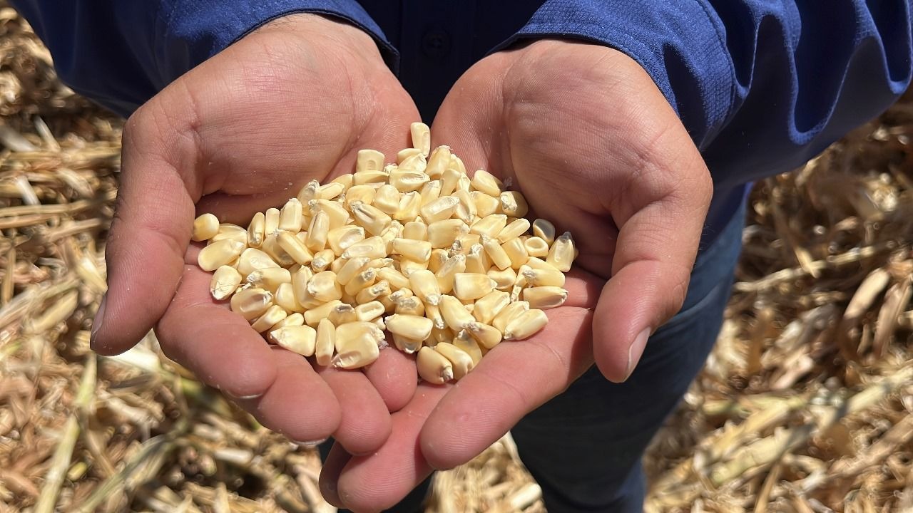 Impide dependencia en maíz avanzar en soberanía alimentaria de México: Ocaña Romo