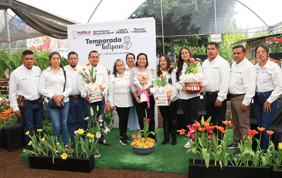 Inicia la temporada del Tulipán Holandés en Puebla