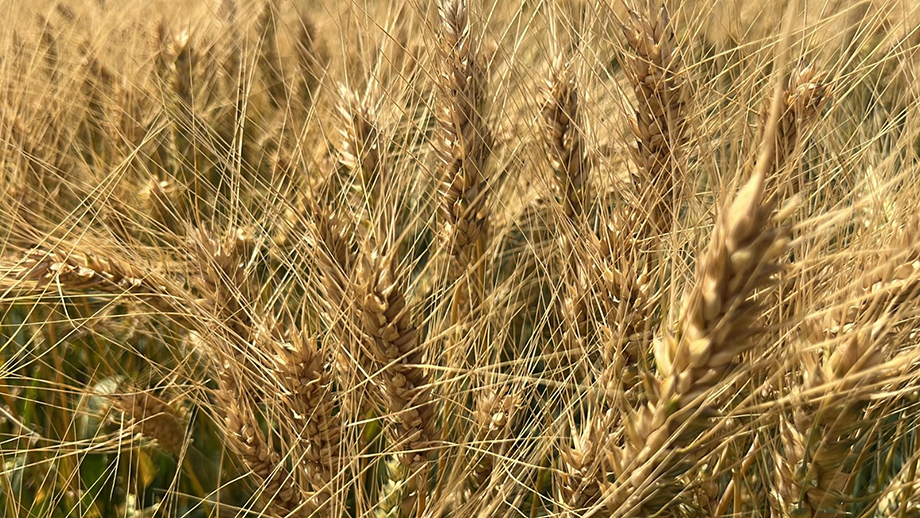 Desencadenarán aranceles agroalimentarios recesión en el campo