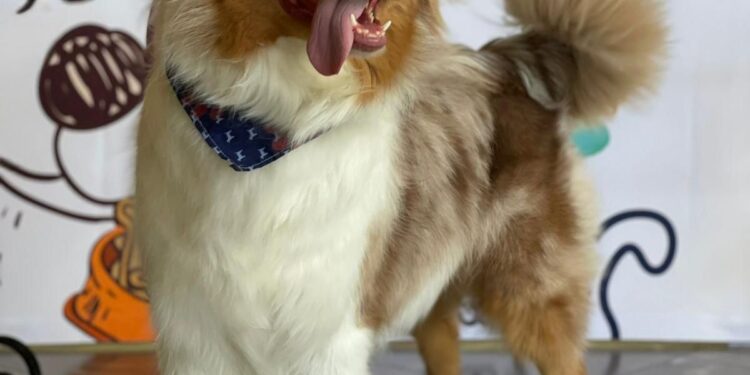 Cuidar a los perros senior: una misión de amor y bienestar
