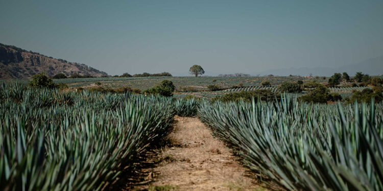 El Tequila, más que una bebida es una vocación de vida