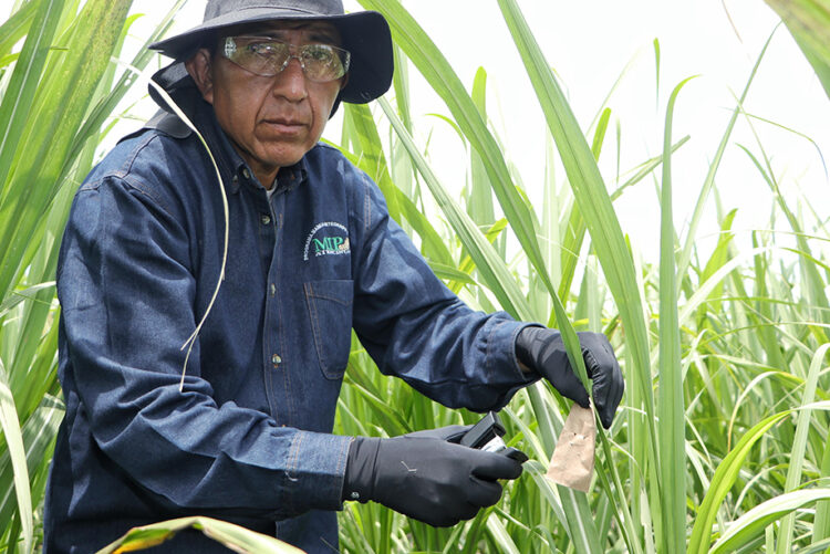Se impulsa la seguridad del campo poblano para las y los mixtecos