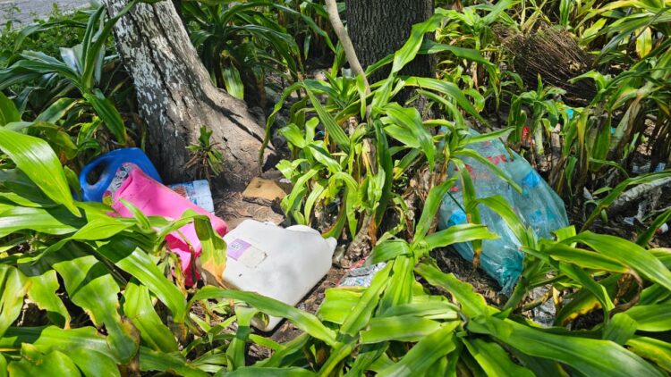 Emite IMSS Puebla recomendaciones para prevenir contagios por dengue durante la temporada de lluvias