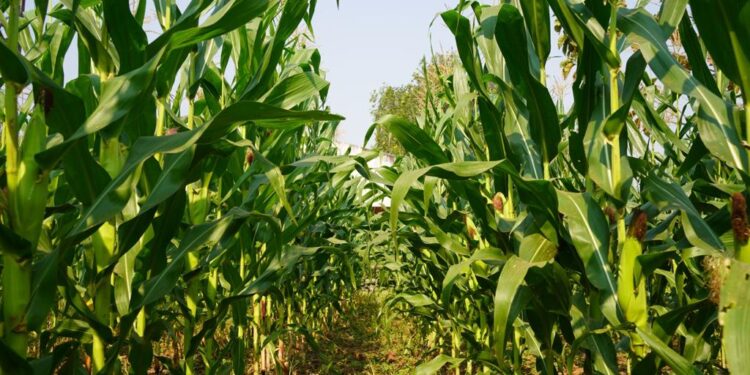 Maíz en riesgo por producción récord en EU