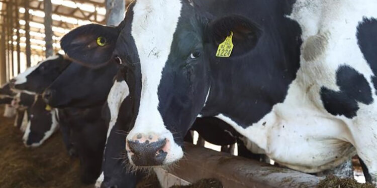 Cae valor de exportaciones agroalimentarias más de mil millones de dólares al primer semestre