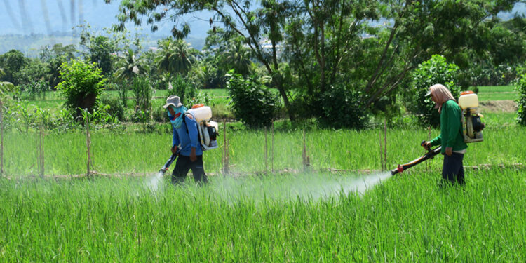 Combatir plaguicidas ilegales, verdadero desafío en la agricultura: Ocaña Romo