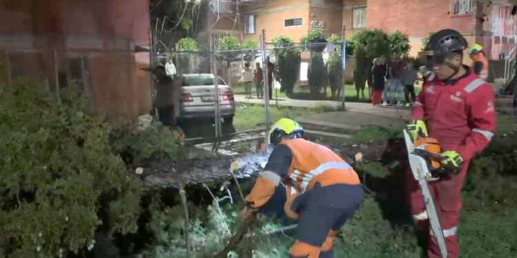 Atiende Protección Civil Municipal caída de árbol en Agua Santa; descarta personas lesionadas