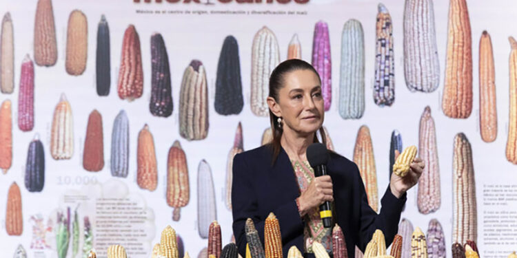 Presidenta Claudia Sheinbaum anuncia programa “Sin maíz no hay país” para producir con bienestar