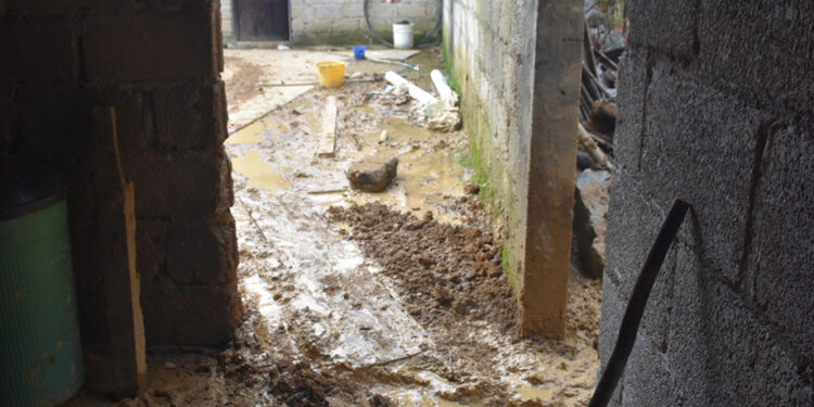 Productores de café en la incertidumbre ante afectaciones por lluvias