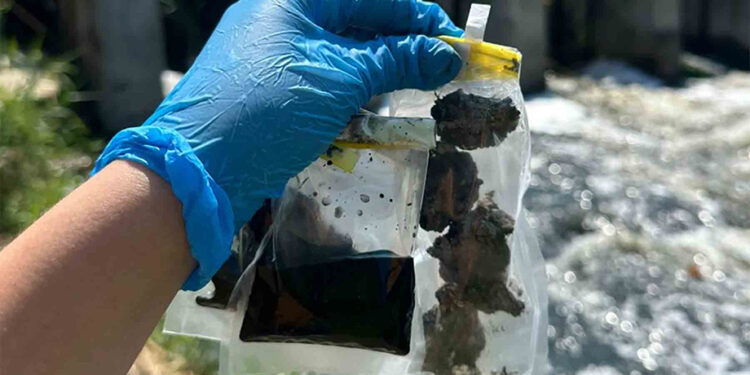 Investigan cómo los microbios sobreviven a la contaminación