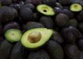 El oro verde del Super Bowl: 120 mil toneladas de aguacate exportadas