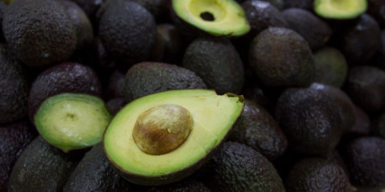 El oro verde del Super Bowl: 120 mil toneladas de aguacate exportadas