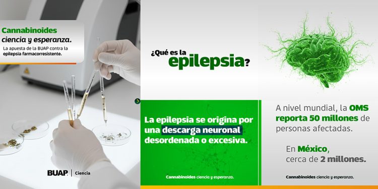 Estudian en la BUAP cannabinoides para tratamiento de epilepsia