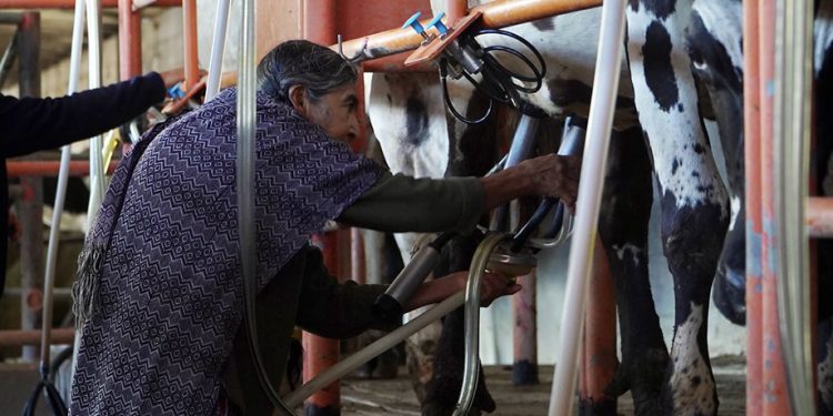 Anuncia Leche para el Bienestar compra histórica de leche fresca nacional y ampliación de su cobertura