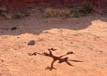 Hoy Zima Entertainment lanza el tráiler en español de la película “Coyote vs Acme”