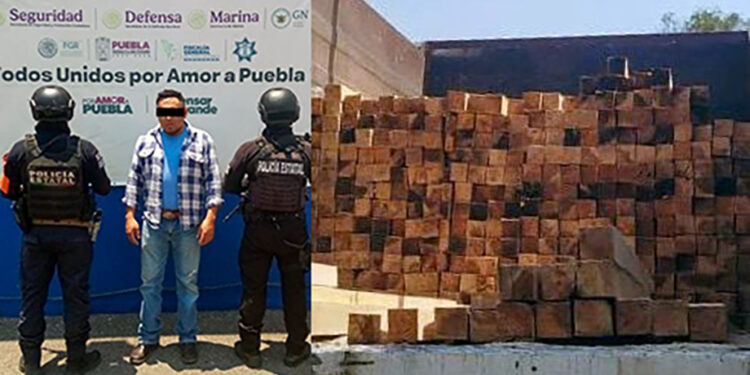Detiene Policía Forestal a hombre que trasladaba ilegalmente 370 piezas de madera