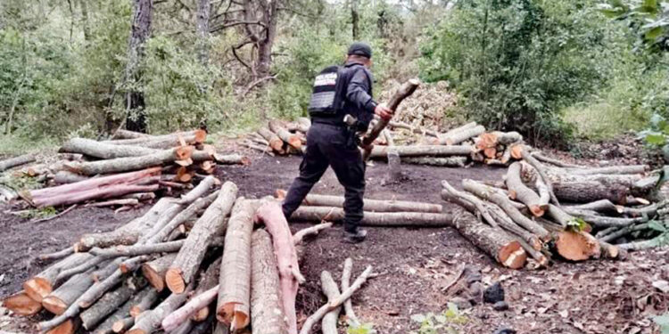 Policía Forestal destruye 11 hornos clandestinos para deshidratar madera