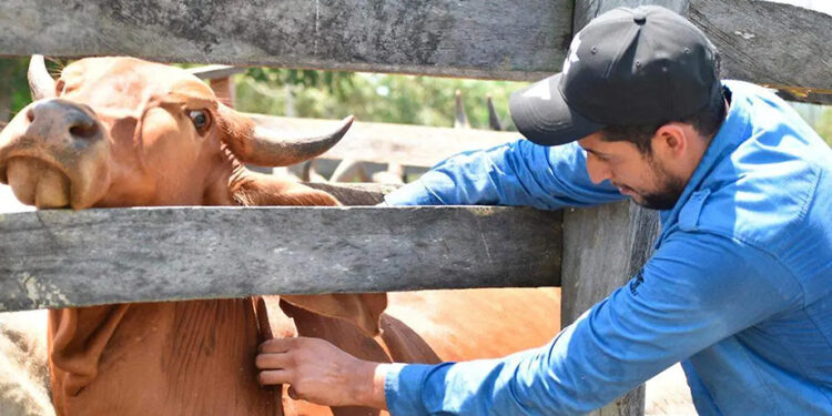 El gusano barrenador en la Sierra Norte de Puebla