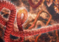 Médico norteamericano contagiado de ébola será llevado a Alemania para su tratamiento