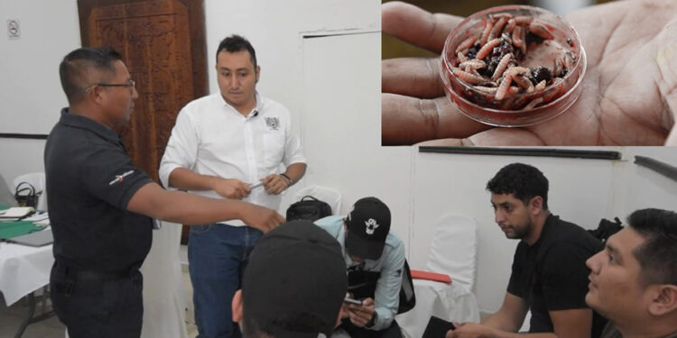 Alerta por presencia de gusano barrenador en la alcaldía de Tlalpan