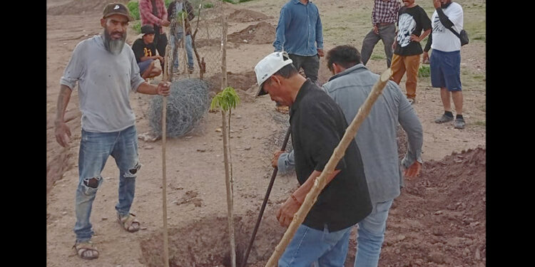Impulsa Antorcha jornada de forestación en Olomatlán