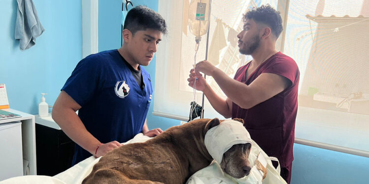 SEDIF presenta denuncia penal por presunto maltrato animal en General Felipe Ángeles