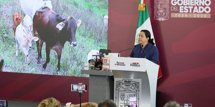 Puebla intensifica combate al gusano barrenador con vigilancia, capacitación y prevención