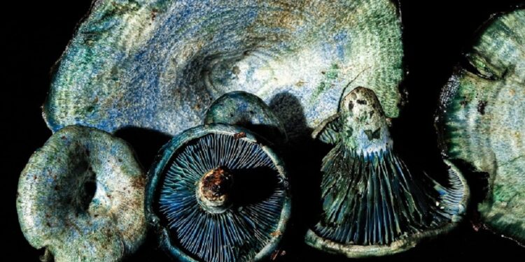 El “Festival de los Hongos Silvestres” reúne cocina tradicional, saberes y actividades formativas en Los Pinos
