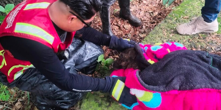 Bomberos y Protección Civil rescatan a ser sintiente en la Inspectoría Nuevo León