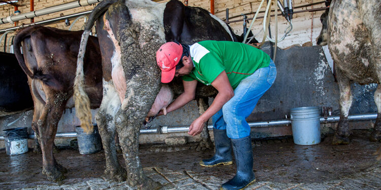 Más de medio millón de nuevas y nuevos beneficiarios se suman a Leche para el Bienestar