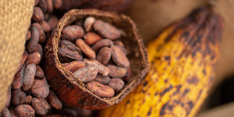 La industria del cacao beneficia a más de 45 mil familias mexicanas