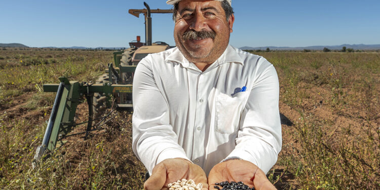 INIFAP fortalece la producción nacional de frijol con variedades mejoradas