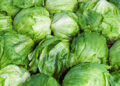 Trump impondrá aranceles a la lechuga mexicana tras brote de Cyclospora cayetanensis