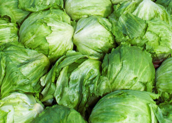 Trump impondrá aranceles a la lechuga mexicana tras brote de Cyclospora cayetanensis