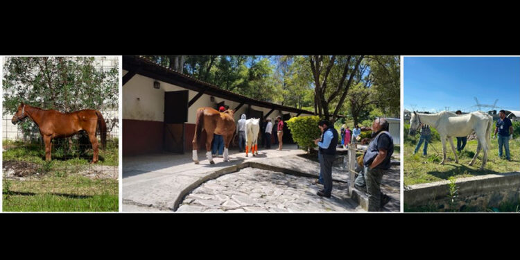 Mediante operativo interinstitucional, asegura FGE dos caballos por presunto maltrato animal en Puebla capital