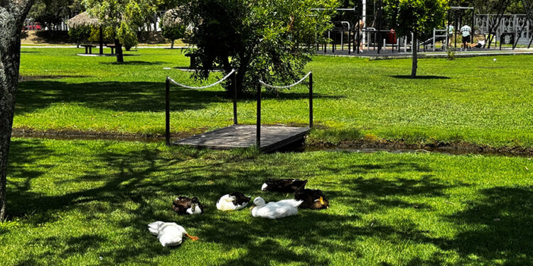 Convenciones y Parques mantiene atención de los parques Metropolitano y del Arte