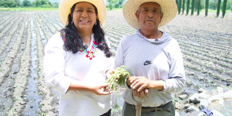 Puebla fortalece la producción de flor de cempasúchil para Día de Muertos