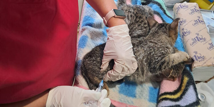 SEDIF resguarda a familia felina y protege aves en Parque del Arte