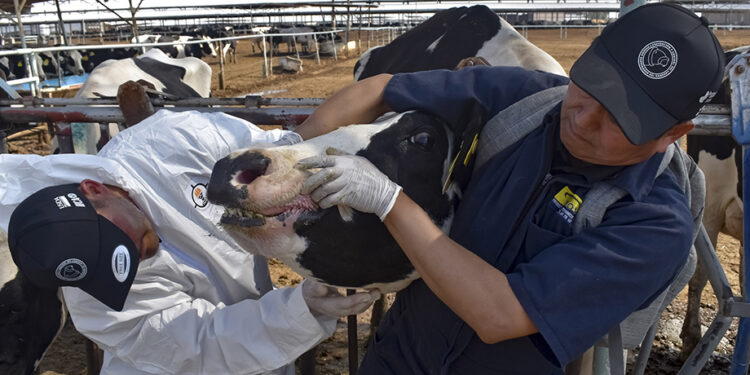 Reconoce AGRICULTURA pasión y profesionalismo de veterinarios para proteger el patrimonio pecuario