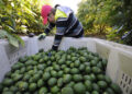 Exportación de aguacate mexicano a EUA se incrementa 35% en el primer cuatrimestre de 2026