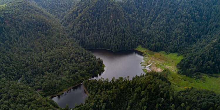 La prevención, clave para proteger los bosques de México ante el riesgo de incendios: Reforestamos México