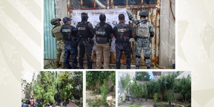 En operativo interinstitucional, asegura FGE inmueble utilizado para cultivo de marihuana en Puebla