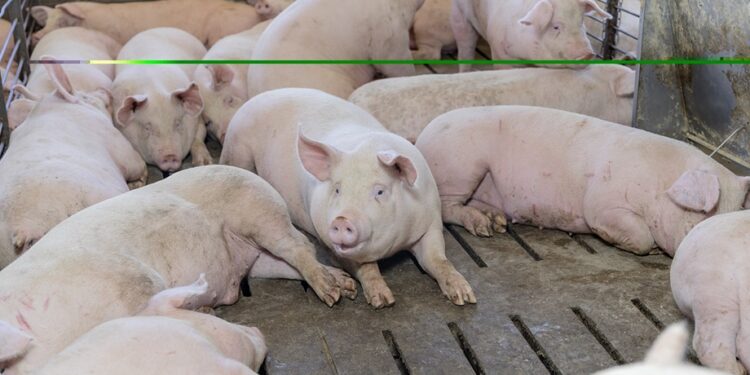 Gana Altosano Granjas Carroll Premio ROI Award 2026 en Smithfield Foods