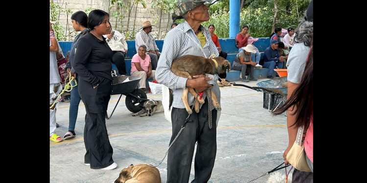 Realizan esterilización canina y felina para prevenir sobrepoblación en Ahuatempan