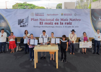 El maíz es la raíz de México; el objetivo es conservar la semilla y generar bienestar: Claudia Sheinbaum entrega apoyos del programa a Sembradores de Oaxaca