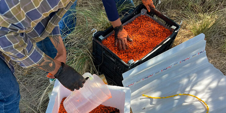 Dispersa AGRICULTURA 40.4 millones de moscas estériles de gusano barrenador del ganado en Chihuahua