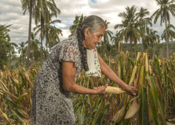 Más de 1.1 millones de personas indígenas y afromexicanas reciben apoyos de Producción para el Bienestar